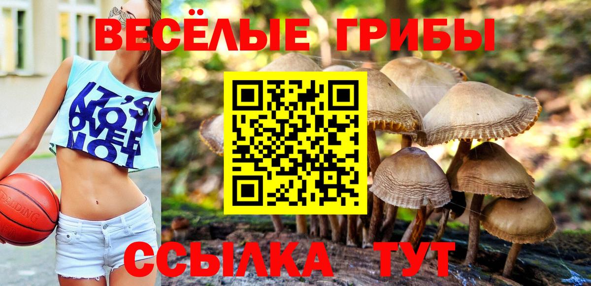 Сосновый Бор  Псилоцибиновые грибы Cubensis  Вход с VPN 