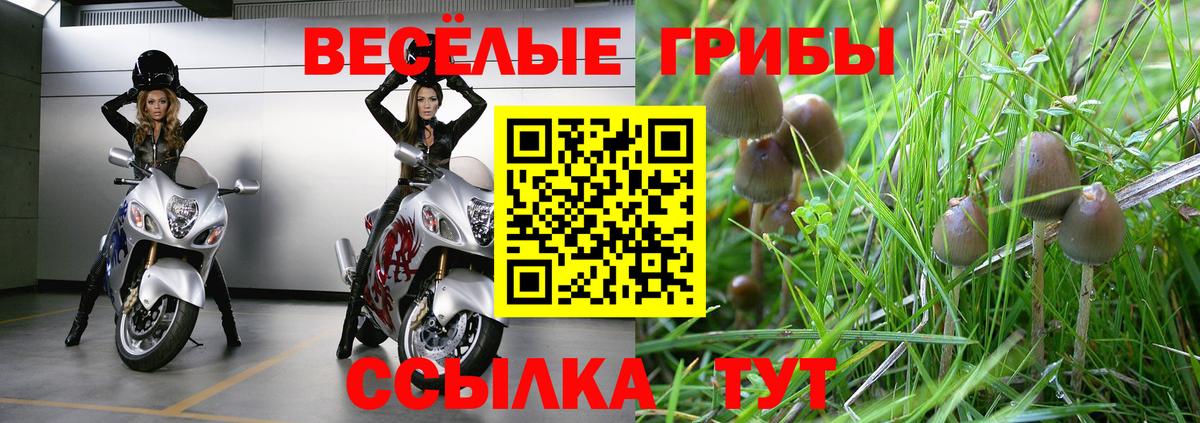 Псилоцибиновые грибы мицелий Сосновый Бор